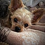 dog, small_dog, close_up, ear, face, resting, blanket, soft_texture, cozy, indoor, pet, fur, cute, sleepy, comfort, animal, muzzle, brown, black_nose, relaxation
