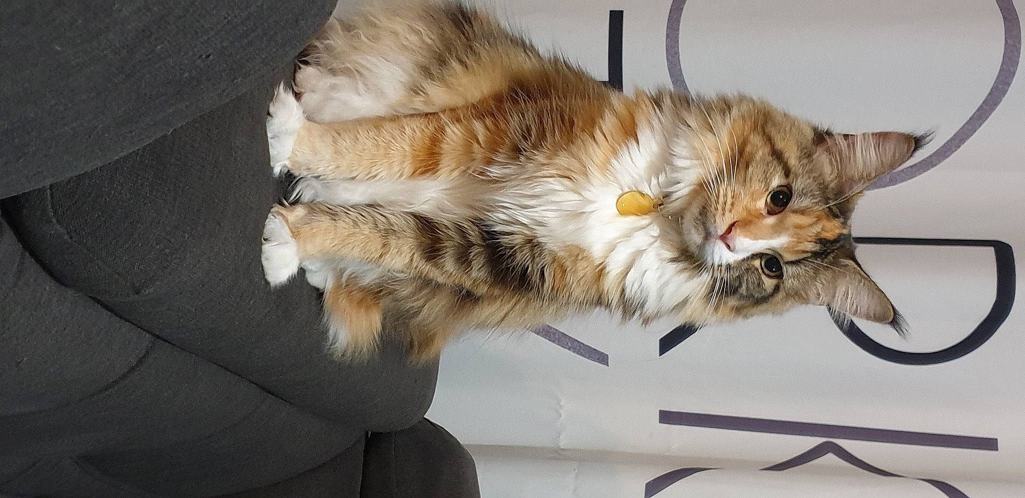 Rebelle participe au concours pour gagner de l'argent avec cette photo : carnivore, cat, claw, comfort, couch, domestic_short_haired_cat, fawn, felidae, fur, maine_coon, nap, paw, plant, siberian, small_to_medium_sized_cats, snout, tail, terrestrial_animal, whiskers