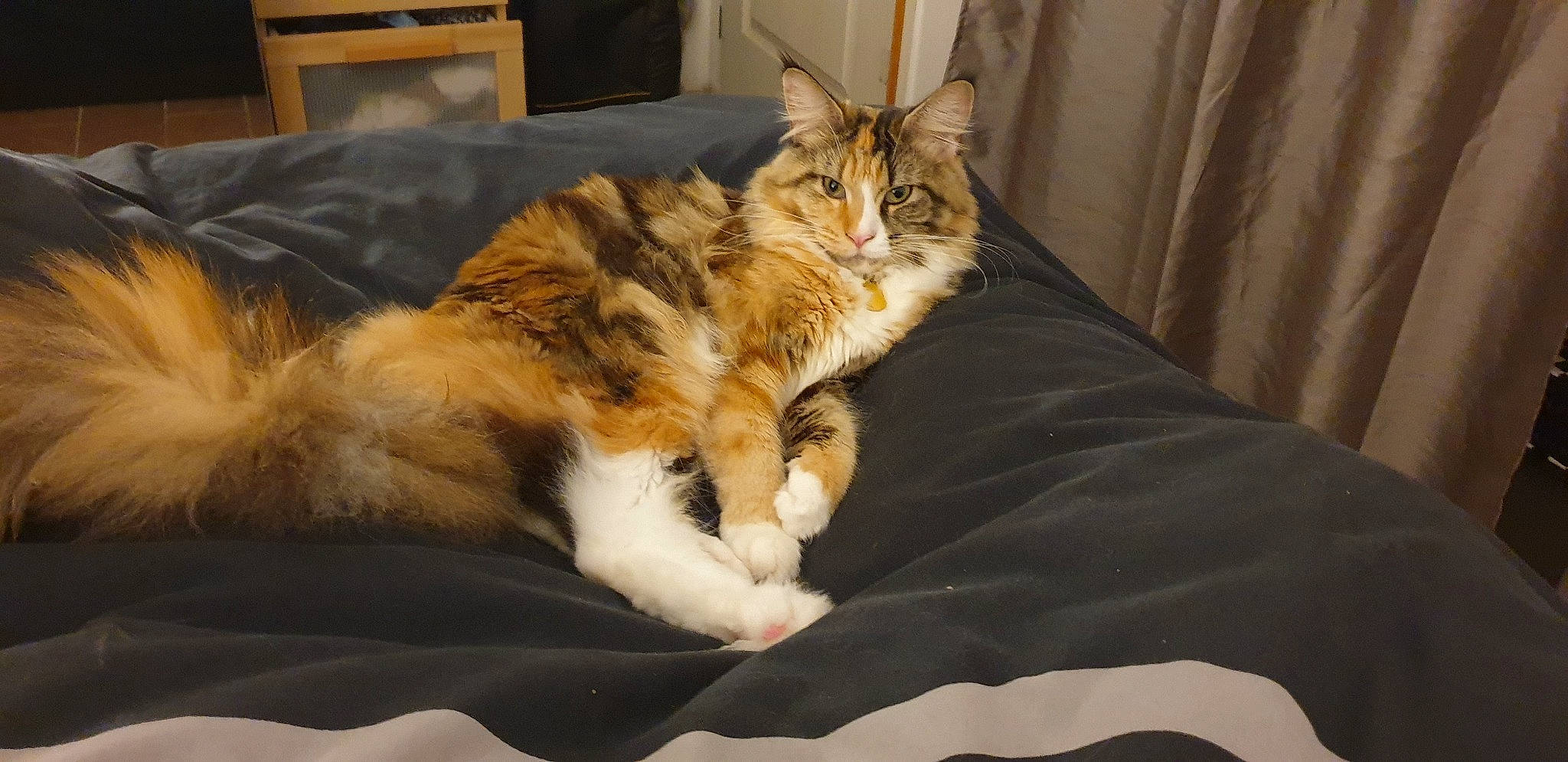 Rebelle a rejoint le concours — aidez-le/la à gagner de superbes lots ! bed, carnivore, cat, claw, comfort, curtain, domestic_short_haired_cat, eye, fawn, felidae, fur, mammal, nap, paw, sitting, small_to_medium_sized_cats, snout, tail, textile, whiskers