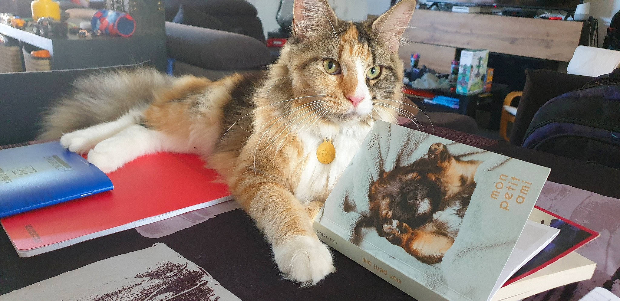 Rebelle a rejoint le concours — aidez-le/la à gagner de superbes lots ! box, carnivore, cat, claw, comfort, companion_dog, domestic_short_haired_cat, felidae, fur, lap, paw, sitting, small_to_medium_sized_cats, snout, tail, whiskers