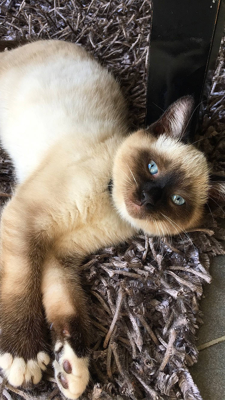 Bounthy participe au concours pour gagner de l'argent avec cette photo : balinese, birman, carnivore, cat, claw, fawn, felidae, fur, himalayan, kitten, mammal, paw, ragdoll, siamese, small_to_medium_sized_cats, snout, snowshoe, thai, tonkinese, whiskers