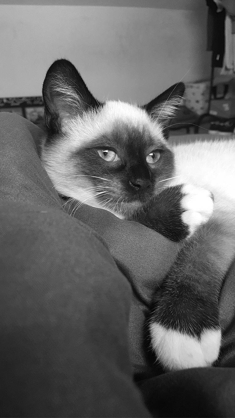 Bounthy a rejoint le concours — aidez-le/la à gagner de superbes lots ! asian, balinese, birman, black_and_white, carnivore, cat, ear, eye, felidae, kitten, mammal, nose, siamese, small_to_medium_sized_cats, snapshot, snout, snowshoe, thai, tonkinese, whiskers