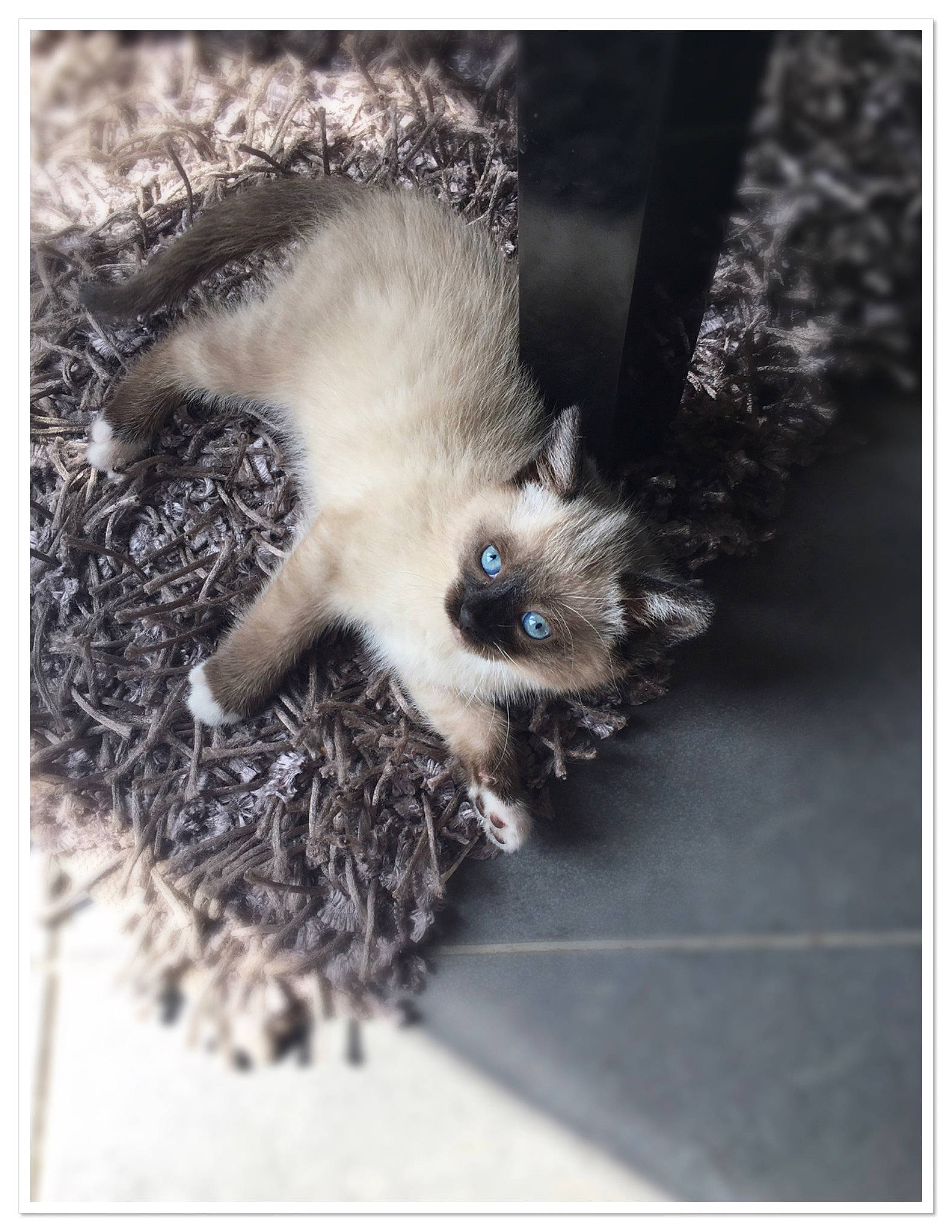 Bounthy a rejoint le concours — aidez-le/la à gagner de superbes lots ! birman, carnivore, cat, ear, eye, fawn, felidae, fur, himalayan, kitten, paw, polydactyl_cat, ragdoll, siamese, small_to_medium_sized_cats, whiskers