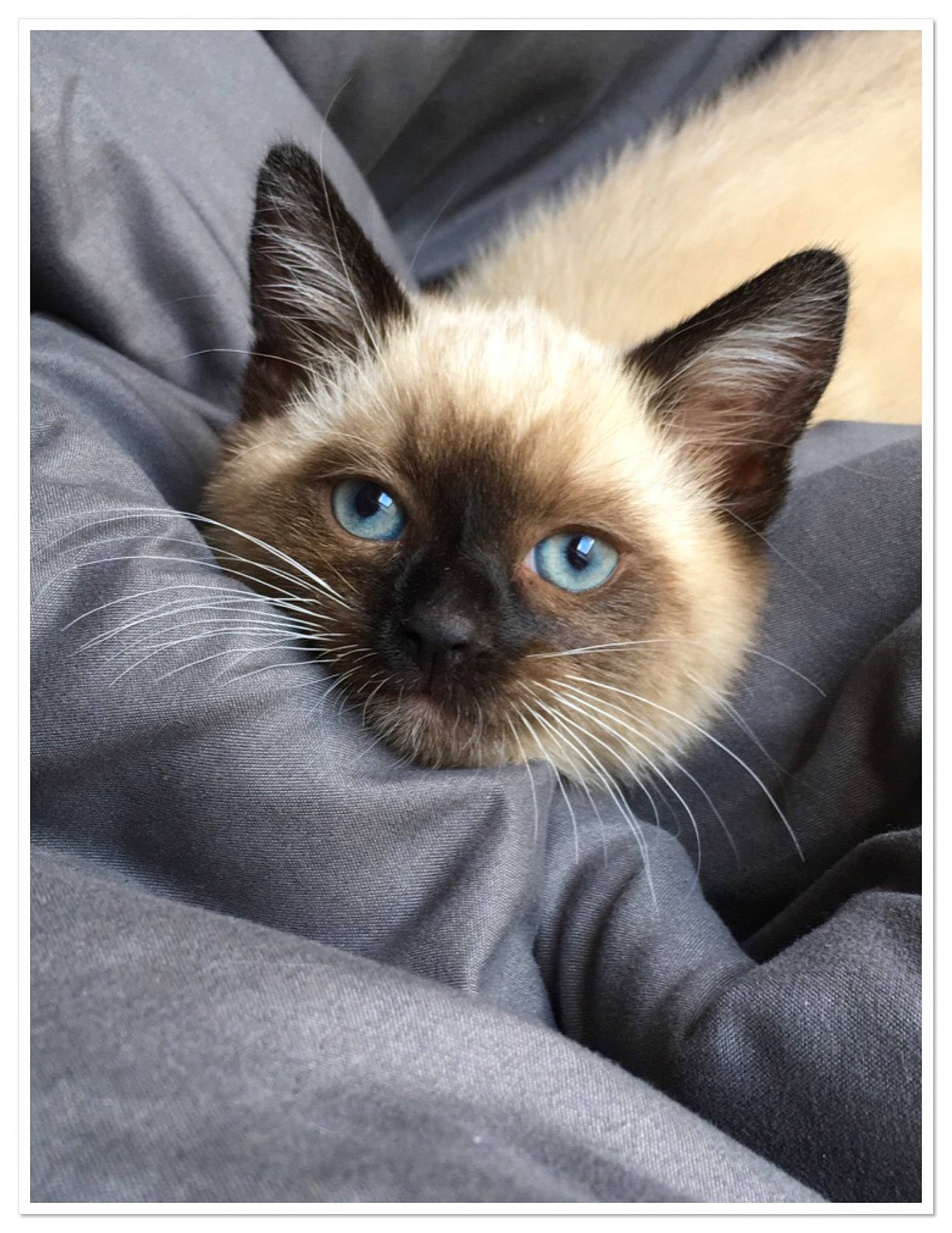 Bounthy participe au concours pour gagner de l'argent avec cette photo : asian, balinese, birman, burmese, carnivore, cat, eye, felidae, himalayan, kitten, mammal, ojos_azules, ragdoll, siamese, small_to_medium_sized_cats, snout, thai, tonkinese, vertebrate, whiskers