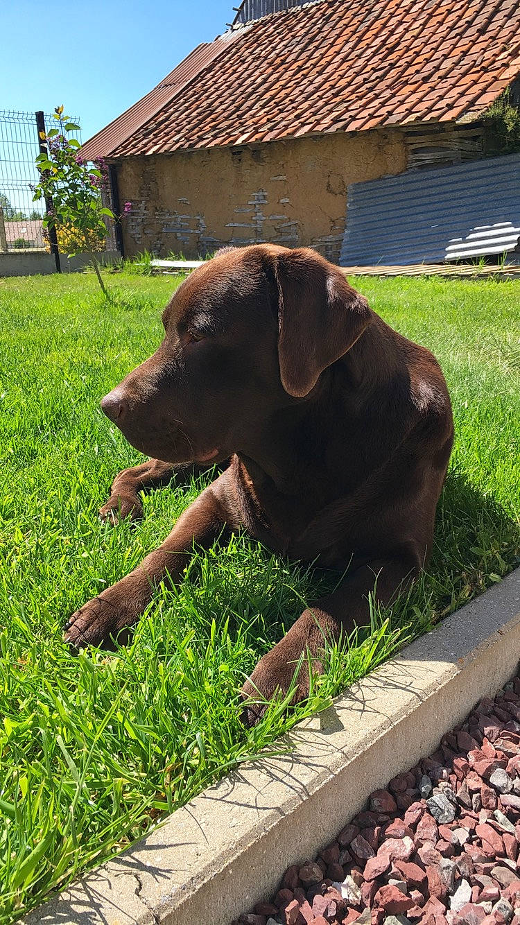 Horton participe au concours pour gagner de l'argent avec cette photo : canidae, carnivore, dog, dog_breed, fawn, grass, hunting_dog, labrador_retriever, liver, patterdale_terrier, pointing_breed, retriever, sporting_group, tail