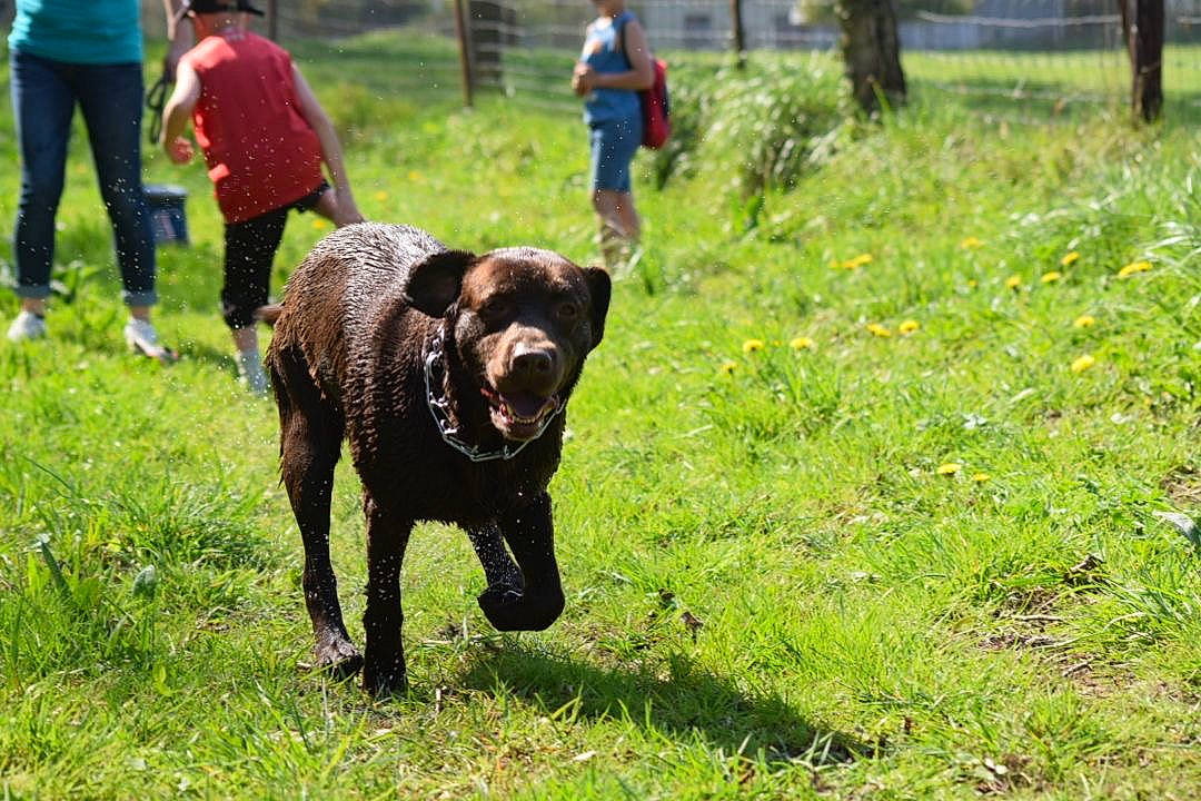 Horton participe au concours pour gagner de l'argent avec cette photo : canidae, carnivore, chesapeake_bay_retriever, curly_coated_retriever, dog, dog_breed, dog_walking, field_trial, flat_coated_retriever, hunting_dog, labrador_retriever, mammal, retriever, sporting_group, vertebrate
