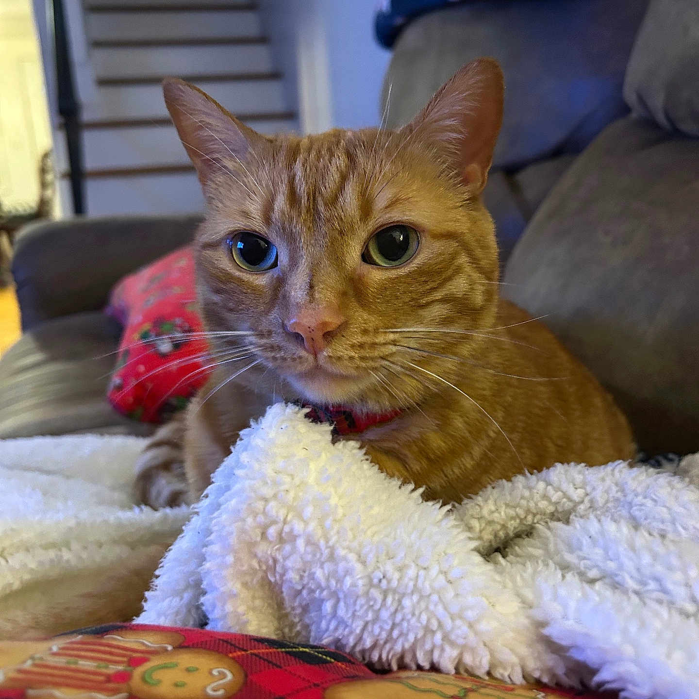 Henry joined the competition — help win amazing prizes! abyssinian, animal, architecture, blanket, building, cat, chair, couch, cushion, furniture, homedecor, indoors, kitten, linen, livingroom, manx, pet, quilt, room, towel