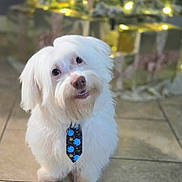 Ozzy joined the competition — help win amazing prizes! dog, white_fur, tie, pet, cute, indoor, tile_floor, gift, present, blurred_background, festive, holiday_lights, adorable, small_dog, fluffy, animal, portrait, looking_up, smile, domestic_animal