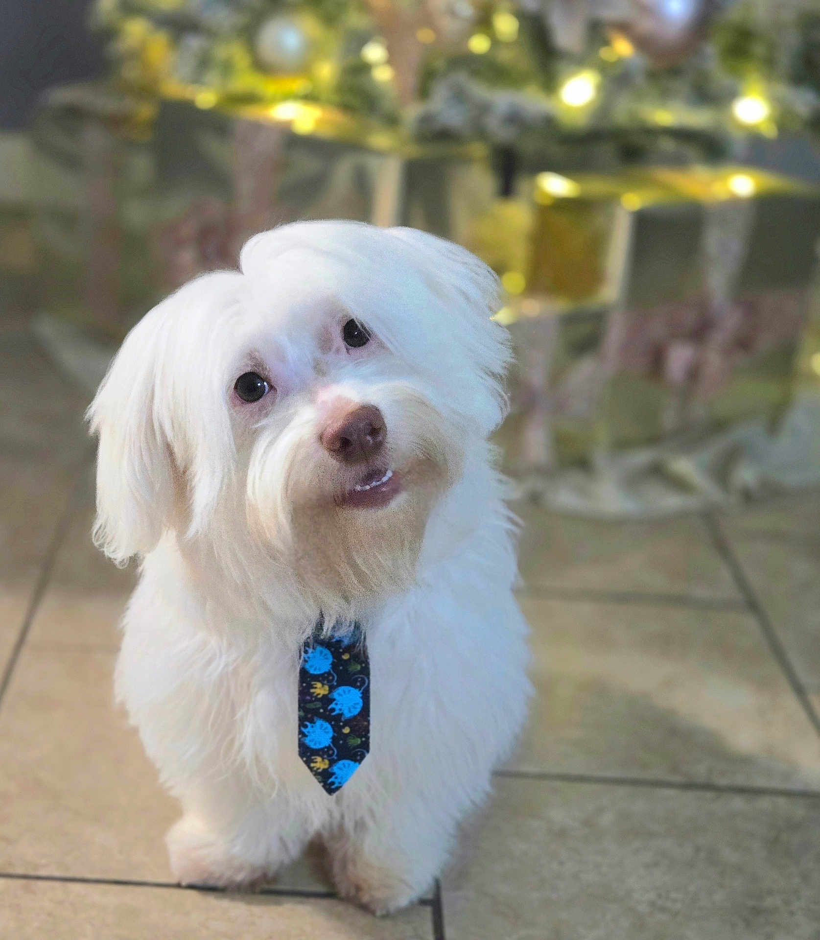 Ozzy joined the competition — help win amazing prizes! dog, white_fur, tie, pet, cute, indoor, tile_floor, gift, present, blurred_background, festive, holiday_lights, adorable, small_dog, fluffy, animal, portrait, looking_up, smile, domestic_animal