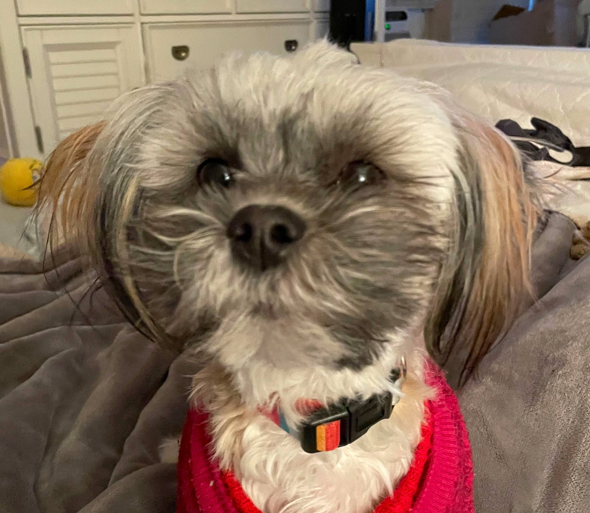 Maggie Mae joined the competition — help win amazing prizes! canidae, carnivore, comfort, companion_dog, dog, dog_breed, dog_supply, fawn, fur, liver, pet_supply, puppy_love, shih_poo, shih_tzu, small_terrier, snout, sporting_group, terrier, toy_dog, working_animal