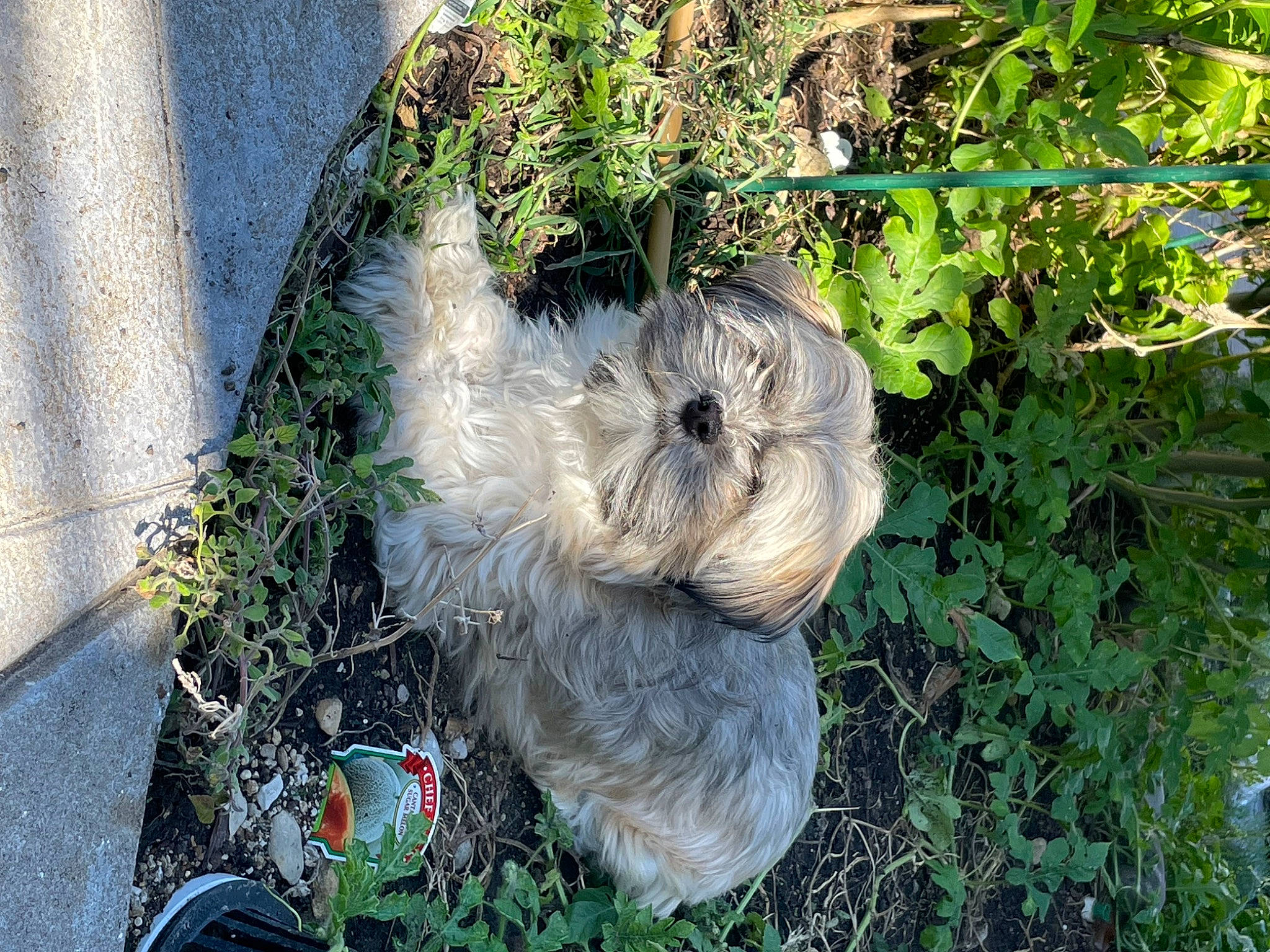 Maggie Mae joined the competition — help win amazing prizes! art, circle, fur, garden, grass, groundcover, herb, lawn_ornament, plant, sculpture, shrub, small_terrier, soil, toy, toy_dog, trunk, wood, wool, yard