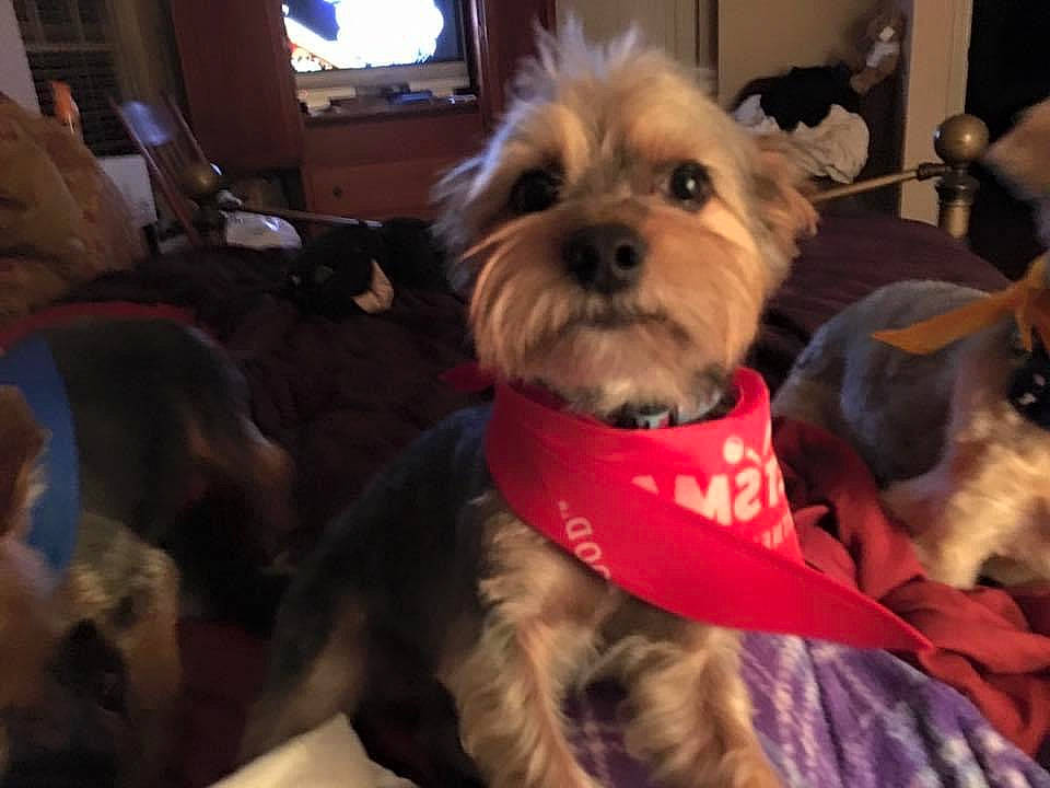 Perry joined the competition — help win amazing prizes! beard, biewer_terrier, carnivore, collar, companion_dog, dog, dog_breed, dog_clothes, dog_collar, dog_supply, event, fur, liver, small_terrier, snout, television, terrier, toy_dog, working_animal, yorkipoo