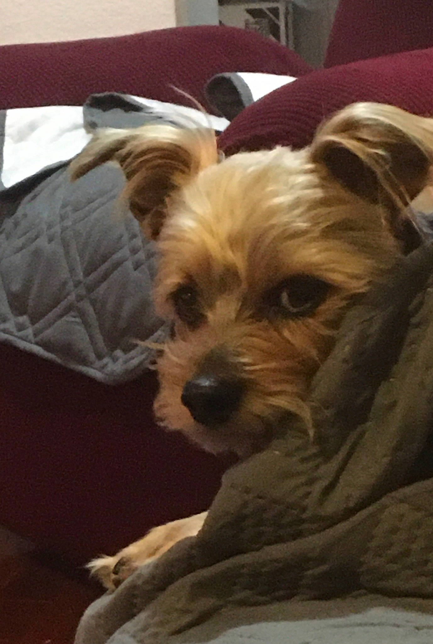 Perry is registered to the contest to win money with this photo: biewer_terrier, canidae, carnivore, comfort, companion_dog, dog, dog_breed, dog_supply, fawn, fur, liver, maltepoo, small_terrier, snout, sporting_group, terrier, toy_dog, wood, working_animal, yorkipoo