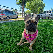 Potato is registered to the contest to win money with this photo: animal, bandana, birthday, canine, car, cute, daytime, dog, fence, french_bulldog, grass, lawn, nature, outdoor, parked_vehicle, pet, sidewalk, suburban, sunny, tree