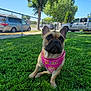 animal, bandana, birthday, canine, car, cute, daytime, dog, fence, french_bulldog, grass, lawn, nature, outdoor, parked_vehicle, pet, sidewalk, suburban, sunny, tree