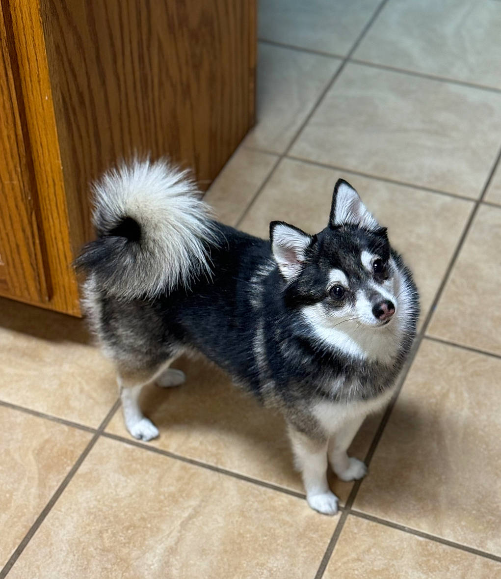 Arya Snow joined the competition — help win amazing prizes! accessories, animal, canine, cat, dog, eskimodog, flagstone, hardwood, husky, path, pet, puppy, strap, walkway, wood