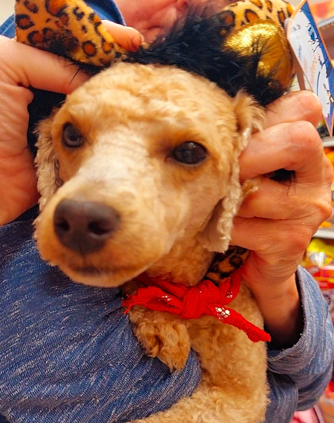 Annie is registered to the contest to win money with this photo: carnivore, collar, companion_dog, dog, dog_breed, dog_clothes, dog_collar, dog_supply, ear, fawn, fur, happy, leash, mammal, pet_supply, selfie, snout, sporting_group, stuffed_toy, working_animal