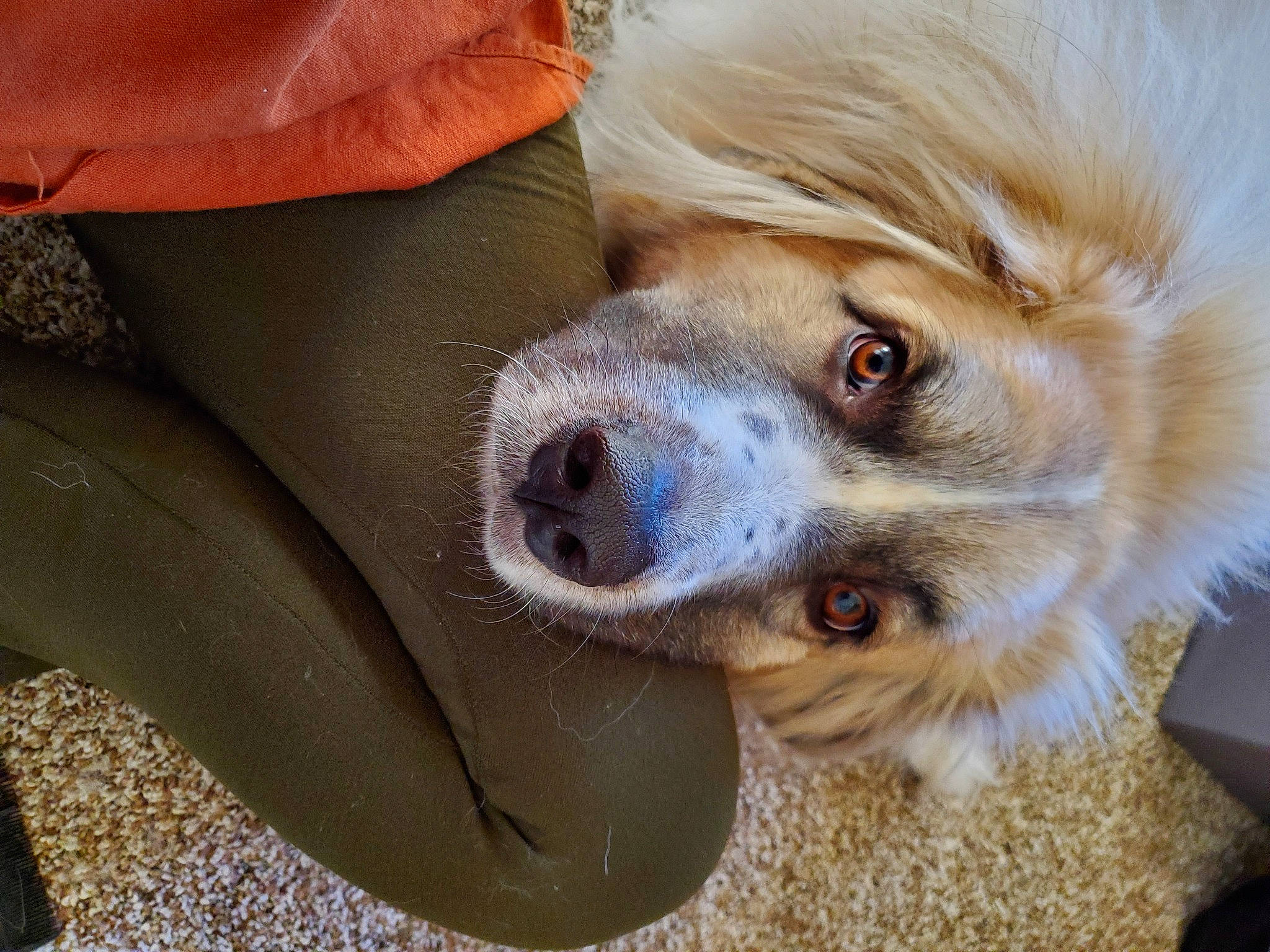 Francis is registered to the contest to win money with this photo: canidae, carnivore, companion_dog, dog, dog_breed, fawn, fur, iris, liver, non_sporting_group, puppy, snout, sporting_group, synthetic_rubber, whiskers, working_animal, working_dog