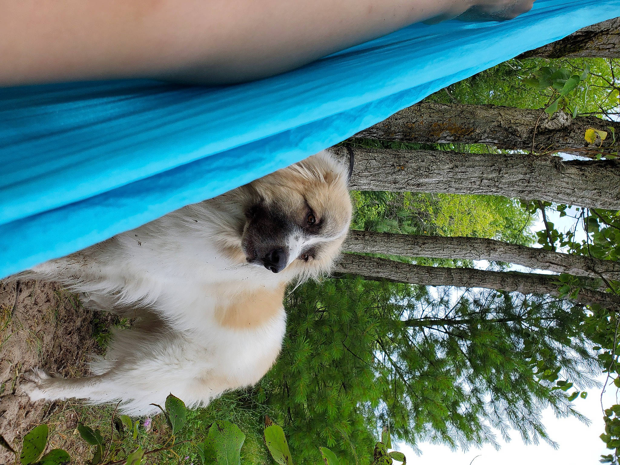 Francis is registered to the contest to win money with this photo: branch, canidae, carnivore, companion_dog, dog_breed, fawn, shade, snout, terrestrial_animal, trunk, working_animal