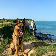 Roy a rejoint le concours — aidez-le/la à gagner de superbes lots ! adventure, animal, canine, cliff, coast, dog, german_shepherd, grass, hiking, landscape, leash, nature, outdoor, path, pet, rock_formation, sea, sky, summer, sunlight