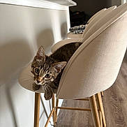 Finn is registered to the contest to win money with this photo: kitten, cat, bar_stool, beige, wooden_floor, indoor, curious, pet, furniture, modern, relaxed, animal, tabby, young_cat, cozy, seating, cute, home, domestic_cat, resting