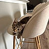 kitten, cat, bar_stool, beige, wooden_floor, indoor, curious, pet, furniture, modern, relaxed, animal, tabby, young_cat, cozy, seating, cute, home, domestic_cat, resting
