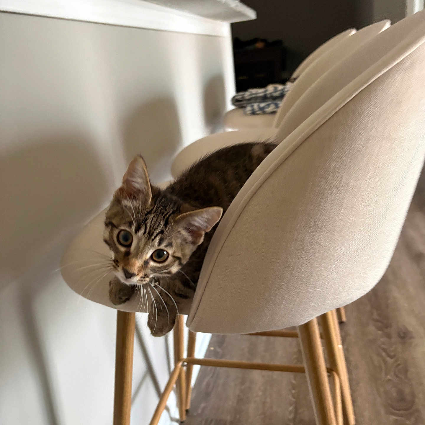 Finn is registered to the contest to win money with this photo: kitten, cat, bar_stool, beige, wooden_floor, indoor, curious, pet, furniture, modern, relaxed, animal, tabby, young_cat, cozy, seating, cute, home, domestic_cat, resting