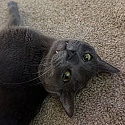 Gizmo is registered to the contest to win money with this photo: cat, gray_cat, carpet, pet, indoor, feline, whiskers, yellow_eyes, lying_down, floor, cute, animal, domestic_animal, fur, closeup, relaxed, playful, portrait, looking_up, fangs