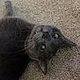cat, gray_cat, carpet, pet, indoor, feline, whiskers, yellow_eyes, lying_down, floor, cute, animal, domestic_animal, fur, closeup, relaxed, playful, portrait, looking_up, fangs