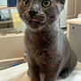 Gizmo joined the competition — help win amazing prizes! cat, kitten, gray_fur, animal, pet, indoor, cute, whiskers, ears, eyes, tongue, sitting, close_up, feline, curious, young, domestic_animal, fur, small, adorable