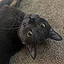 Gizmo is registered to the contest to win money with this photo: cat, gray_cat, pet, indoor, carpet, yellow_eyes, whiskers, curious, lying_down, feline, animal, close_up, looking_up, cozy, domestic_cat, fur, ears, nose, playful, relaxed