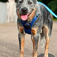Asgard participe au concours pour gagner de l'argent avec cette photo : dog, skateboard, blue_harness, outdoor, pavement, tongue_out, ears_up, pet, canine, standing, leash, happy, animal, street, playful, active, daylight, nature, blurred_background, young_dog