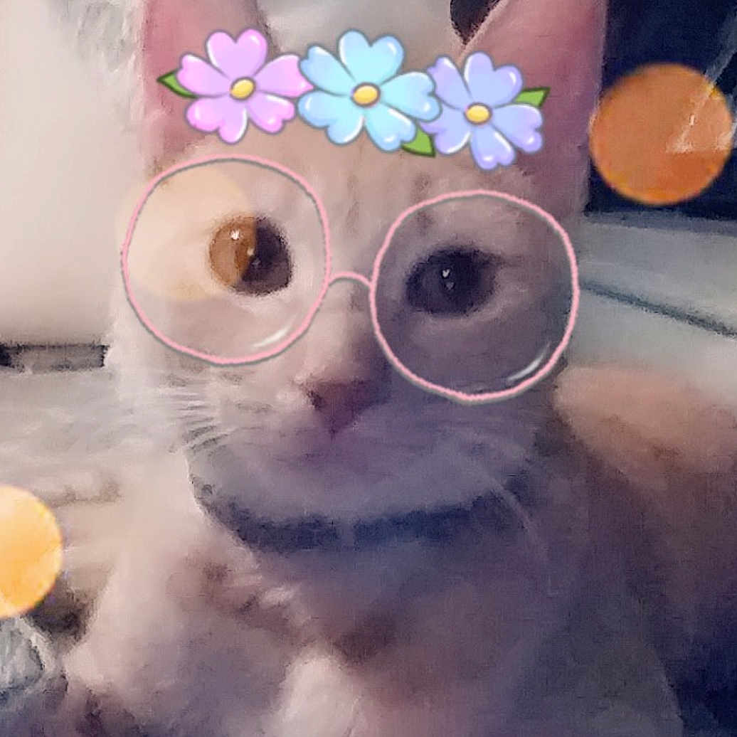 Concha is registered to the contest to win money with this photo: burmilla, cat, eyewear, felidae, glasses, kitten, nose, singapura, small_to_medium_sized_cats, snout, sunglasses, vision_care, whiskers