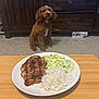 brown_dog, cabbage, cabinet, carpet, cozy, curious, dining, dog, food, fried_chicken, furniture, indoor, kitchen, mayonnaise, meal, pet, plate, rice, waiting, wooden_table