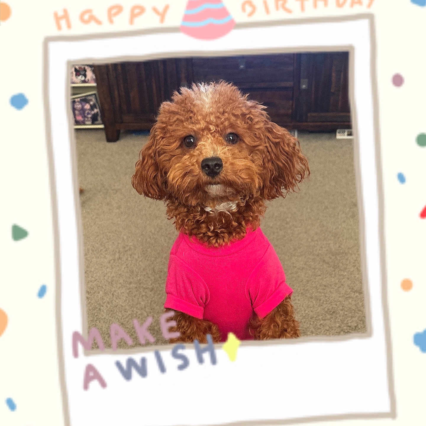 Chloe Sakura joined the competition — help win amazing prizes! animal, architecture, building, canine, clothing, dog, envelope, face, hat, head, indoors, mail, outdoors, person, pet, photography, poodle, portrait, puppy, shelter