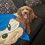 Chloe Sakura joined the competition — help win amazing prizes! alert, animal, black_nose, blanket, brown_dog, cartoon_face, couch, cozy, curly_fur, dog, ears, fur, home, indoor, living_room, patterned_cushions, pet, relaxed, seated, snout