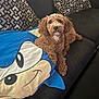 alert, animal, black_nose, blanket, brown_dog, cartoon_face, couch, cozy, curly_fur, dog, ears, fur, home, indoor, living_room, patterned_cushions, pet, relaxed, seated, snout