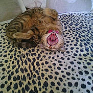Lilou participe au concours pour gagner de l'argent avec cette photo :