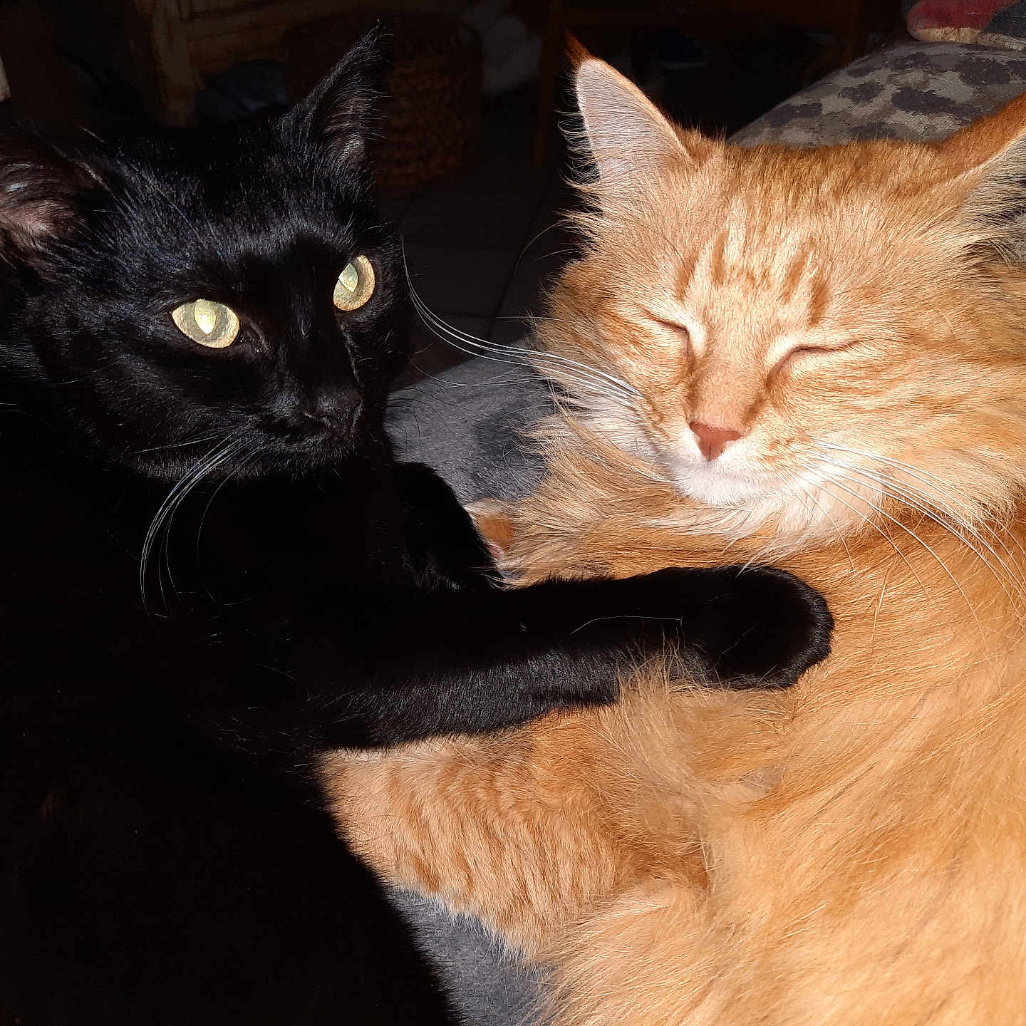 Delannee Benedicte participe au concours pour gagner de l'argent avec cette photo : animal, black_cat, cat, closeup, companions, cozy, cuddle, cute, domestic, feline, friendship, fur, indoor, orange_cat, paw, pet, relaxed, resting, sleepy, whiskers