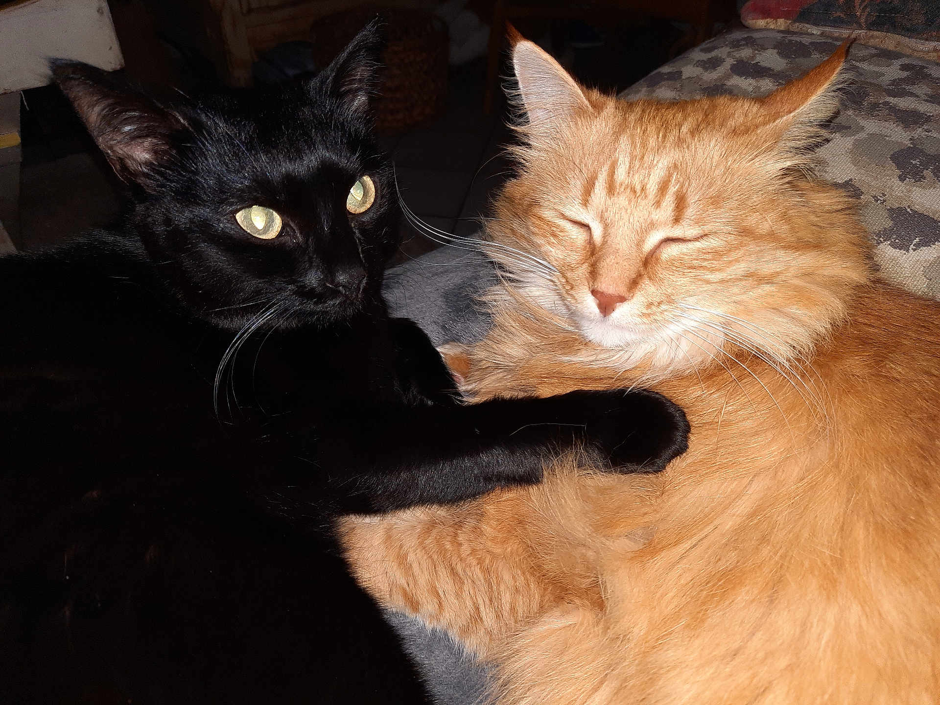 Delannee Benedicte participe au concours pour gagner de l'argent avec cette photo : cat, black_cat, orange_cat, feline, pet, animal, cuddle, cozy, fur, whiskers, indoor, sleepy, closeup, resting, cute, companions, friendship, paw, domestic, relaxed