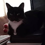 Bonnie is registered to the contest to win money with this photo: cat, black_and_white, animal, pet, indoor, books, stack, window, silhouette, feline, whiskers, resting, curious, eyes, fur, domestic, quiet, still_life, shadow, contrast