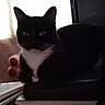 animal, black_and_white, books, cat, contrast, curious, domestic, eyes, feline, fur, indoor, pet, quiet, resting, shadow, silhouette, stack, still_life, whiskers, window