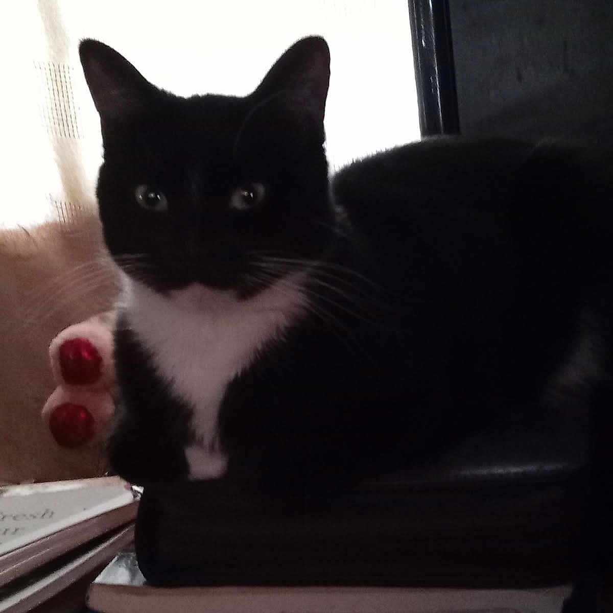 Bonnie is registered to the contest to win money with this photo: cat, black_and_white, animal, pet, indoor, books, stack, window, silhouette, feline, whiskers, resting, curious, eyes, fur, domestic, quiet, still_life, shadow, contrast