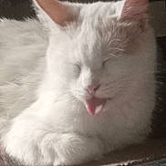 Gizmo is registered to the contest to win money with this photo: cat, white_cat, tongue_out, sleepy, resting, fluffy, pet, animal, close_up, feline, cute, whiskers, ears, indoor, soft_light, relaxed, adorable, mammal, fur, face