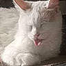 cat, white_cat, tongue_out, sleepy, resting, fluffy, pet, animal, close_up, feline, cute, whiskers, ears, indoor, soft_light, relaxed, adorable, mammal, fur, face