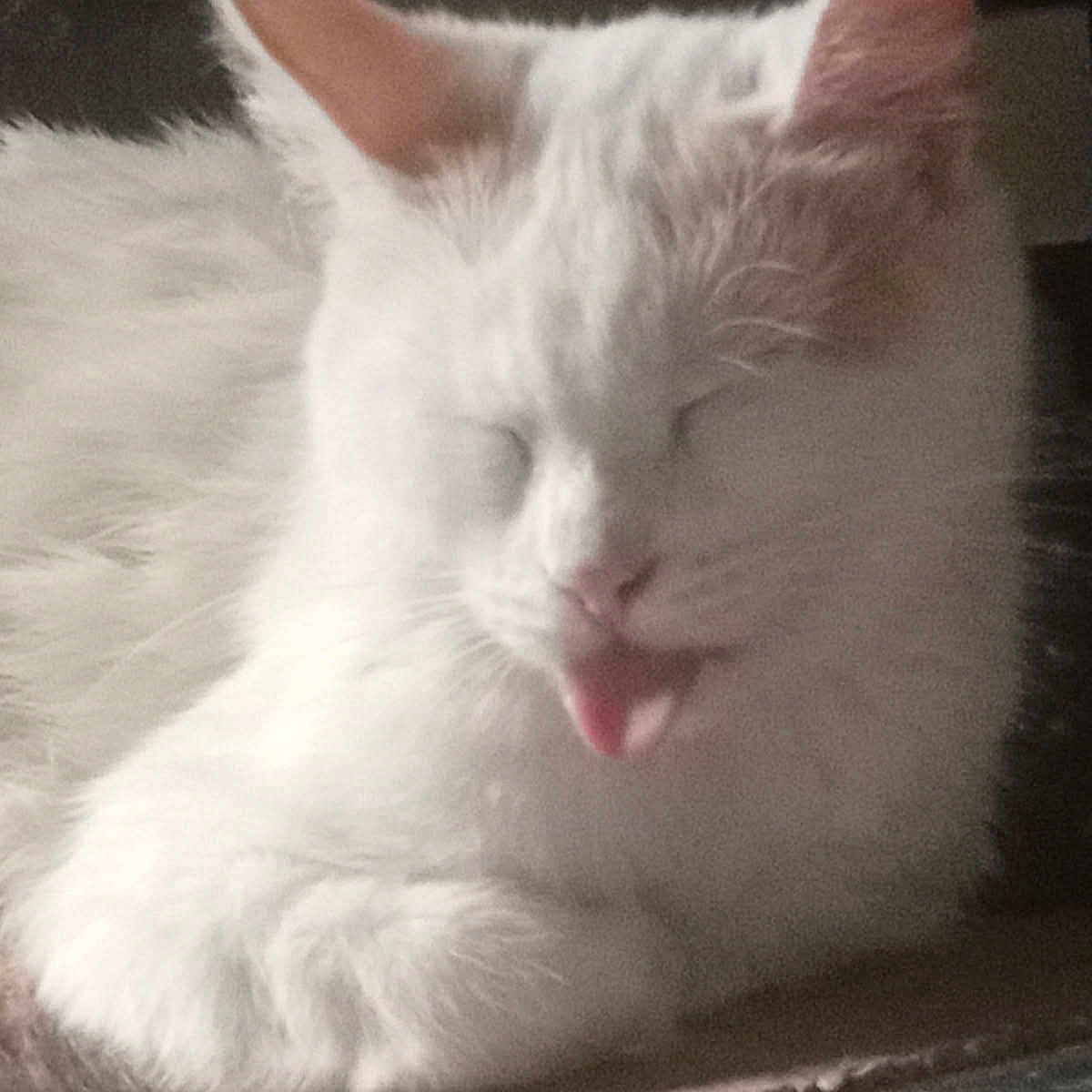 Gizmo is registered to the contest to win money with this photo: cat, white_cat, tongue_out, sleepy, resting, fluffy, pet, animal, close_up, feline, cute, whiskers, ears, indoor, soft_light, relaxed, adorable, mammal, fur, face