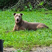 Pink is registered to the contest to win money with this photo: dog, brown_dog, grass, outdoors, garden, lawn, bushes, vegetation, nature, lying_down, relaxed, smiling, open_mouth, floppy_ears, short_hair, pet, animal, portrait, daylight, backyard