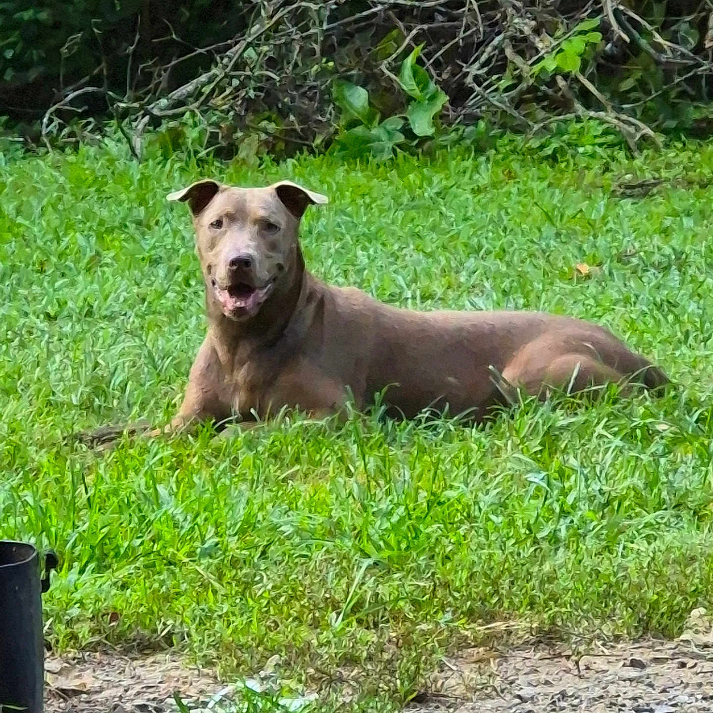 Pink is registered to the contest to win money with this photo: dog, brown_dog, grass, outdoors, garden, lawn, bushes, vegetation, nature, lying_down, relaxed, smiling, open_mouth, floppy_ears, short_hair, pet, animal, portrait, daylight, backyard