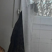 Atlas a rejoint le concours — aidez-le/la à gagner de superbes lots ! cat, curtain, window, indoor, pet, animal, feline, sheer_curtain, light, shadow, looking_out, standing, hind_legs, domestic_cat, striped, white_paws, quiet, peaceful, home, daylight