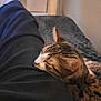 Atlas participe au concours pour gagner de l'argent avec cette photo : cat, tabby_cat, resting, leg, pants, black_clothing, indoor, cozy, furniture, cat_tree, relaxation, sleeping_cat, pet, domestic_animal, whiskers, ear, fur, person, home, comfort